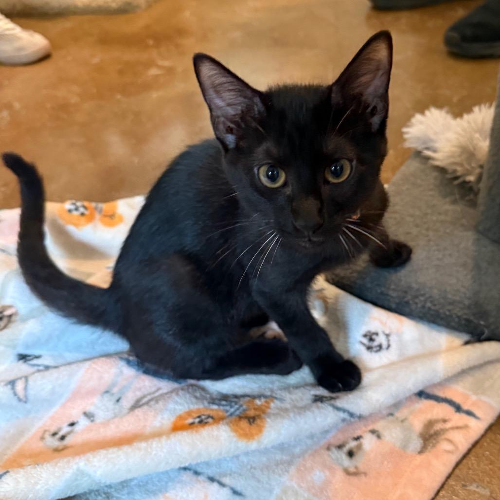 Enlarge Meeny, a Adoptable Domestic Short Hair in Tuscaloosa, AL image 1/1