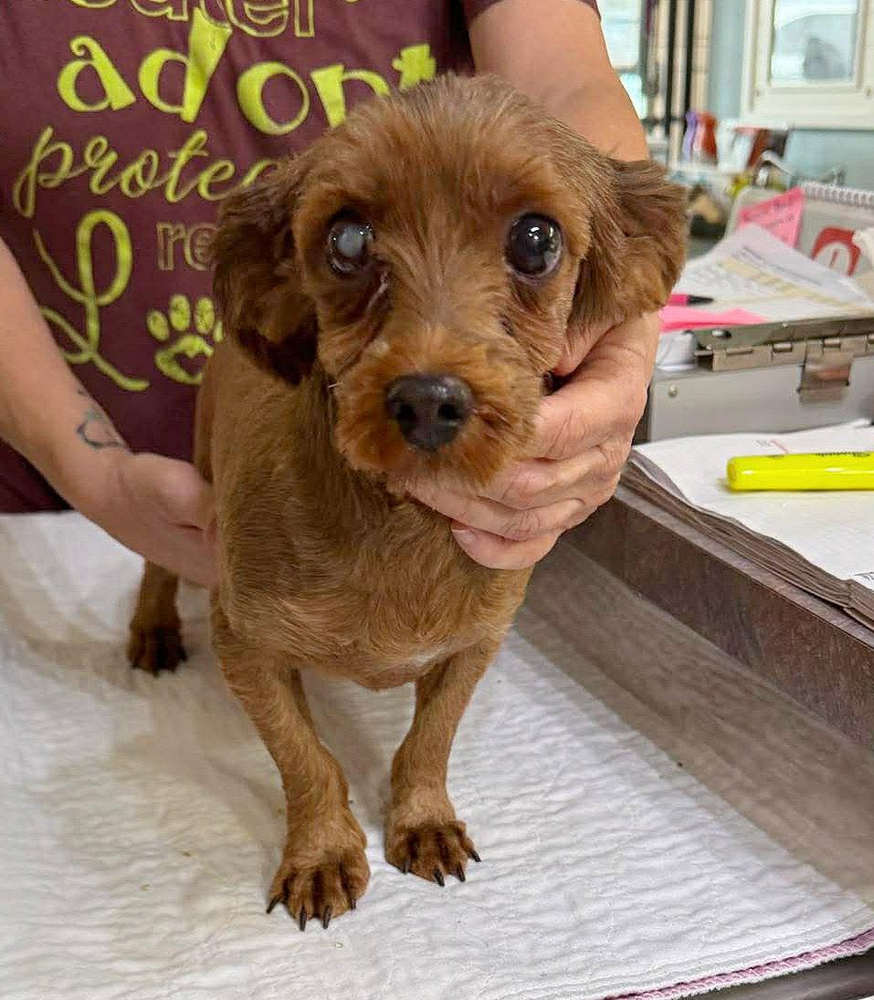 Golden Valley (NOT YET AVAILABLE), Adoptable, Adult Female Havanese.