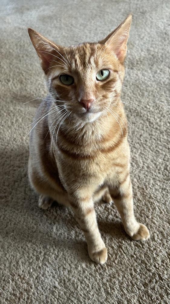 Enlarge DALE, a Adoptable Domestic Short Hair in Vacaville, CA image 2/3