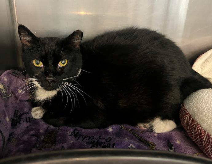 Enlarge Sylvester, a ADOPTABLE mixed breed in Cibolo, TX image 1/1