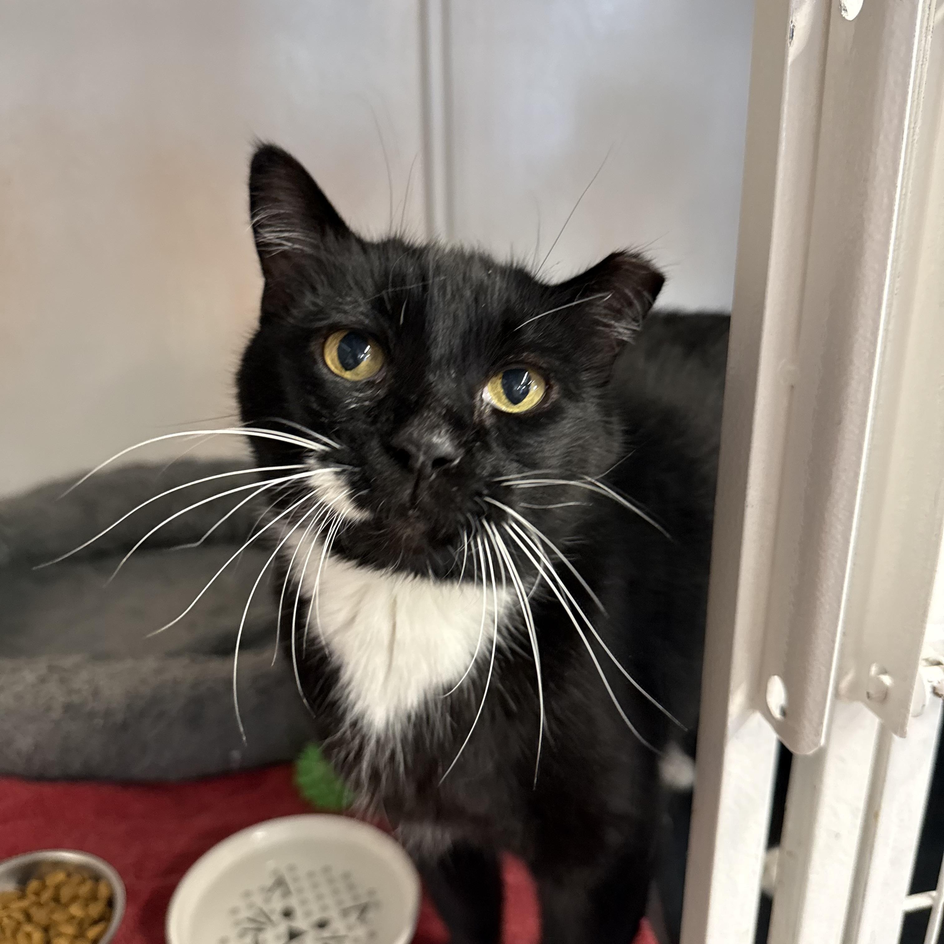 Enlarge Sylvester, a ADOPTABLE mixed breed in Cibolo, TX image 1/3