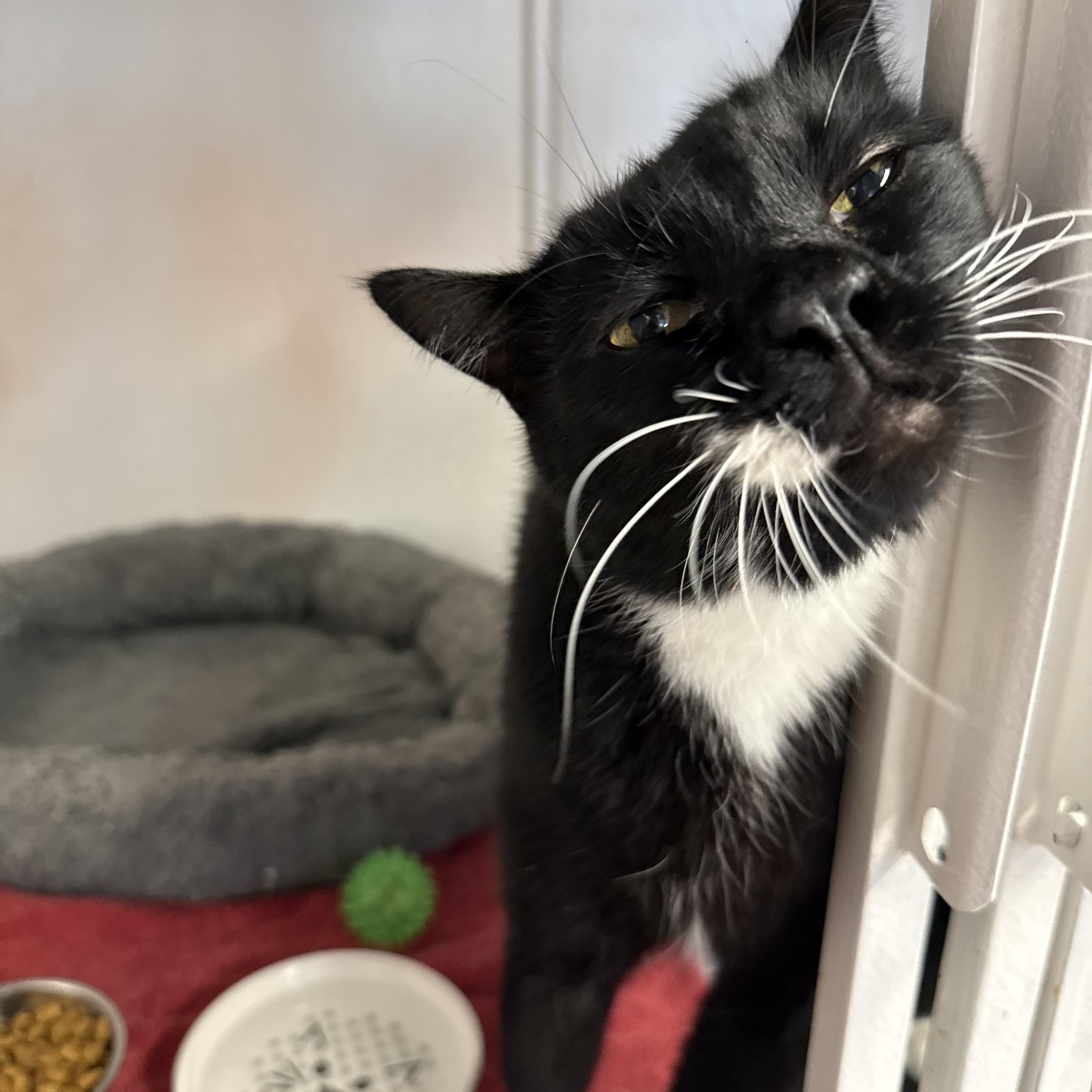 Enlarge Sylvester, a ADOPTABLE mixed breed in Cibolo, TX image 2/3