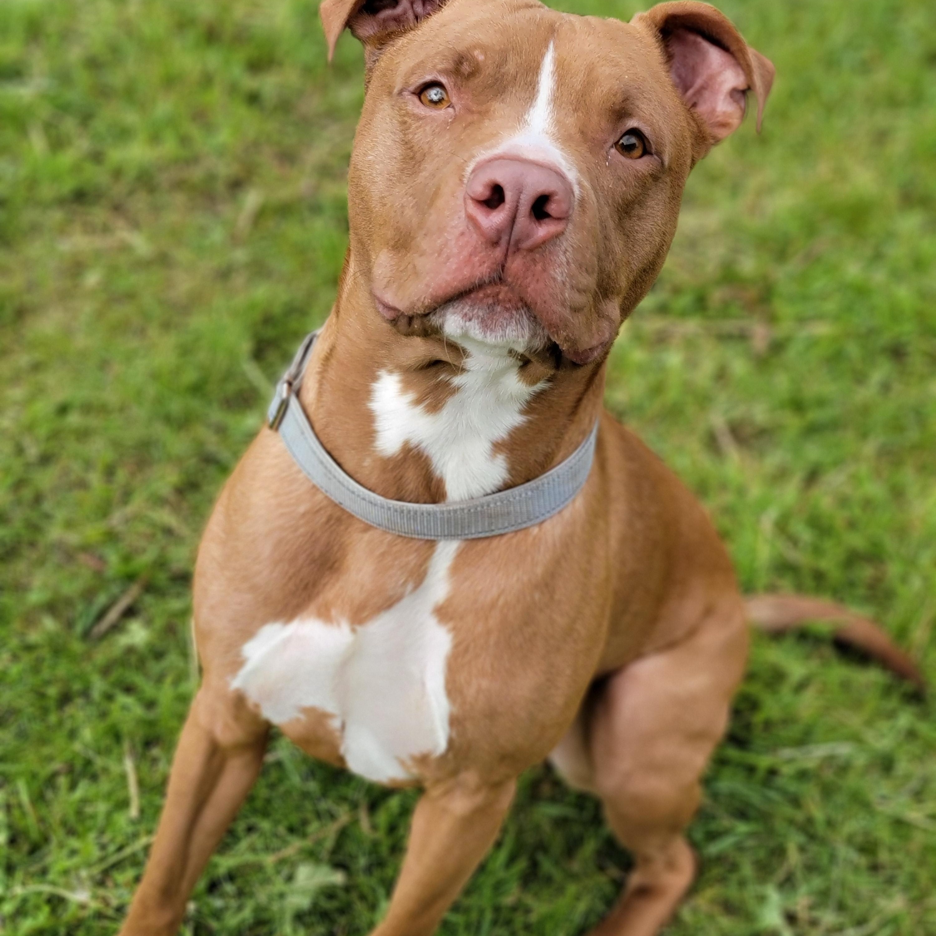 Bojangles, an adoptable Pit Bull Terrier Mix in Hornell, NY_image-1