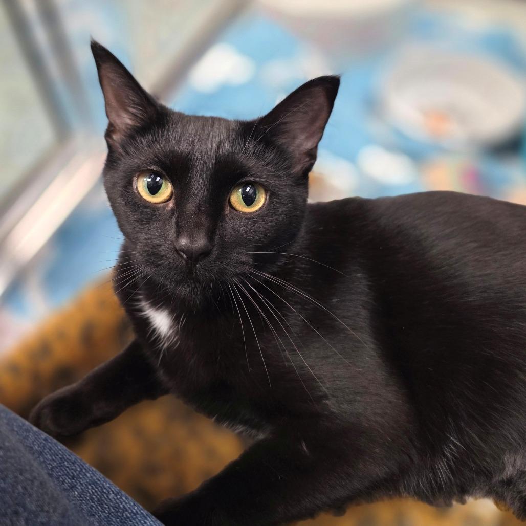 Marigold, Adoptable, Adult Female Domestic Short Hair.