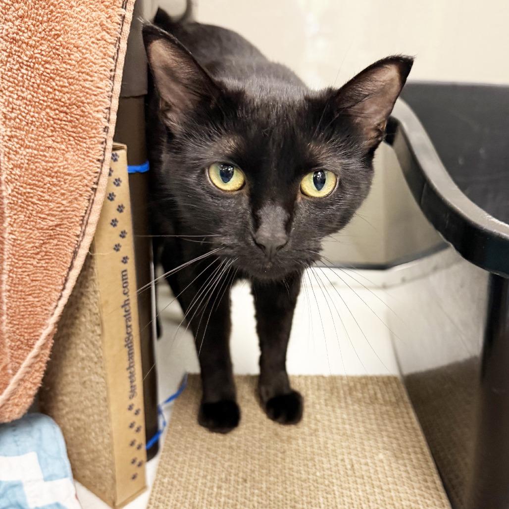 Marigold, a Adoptable Domestic Short Hair in Oshkosh, WI image 2/4
