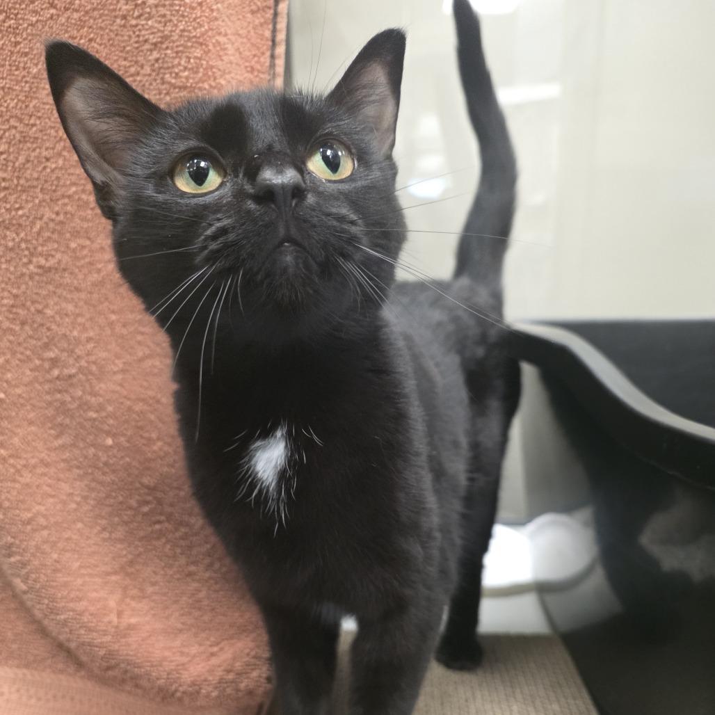 Marigold, a Adoptable Domestic Short Hair in Oshkosh, WI image 3/4