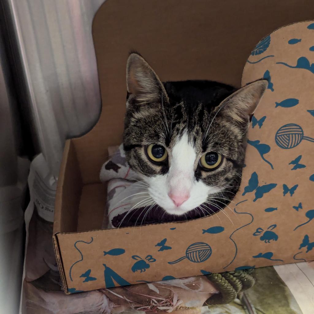 Enlarge Noodle, a Adoptable Domestic Short Hair in Santa Barbara, CA image 1/2