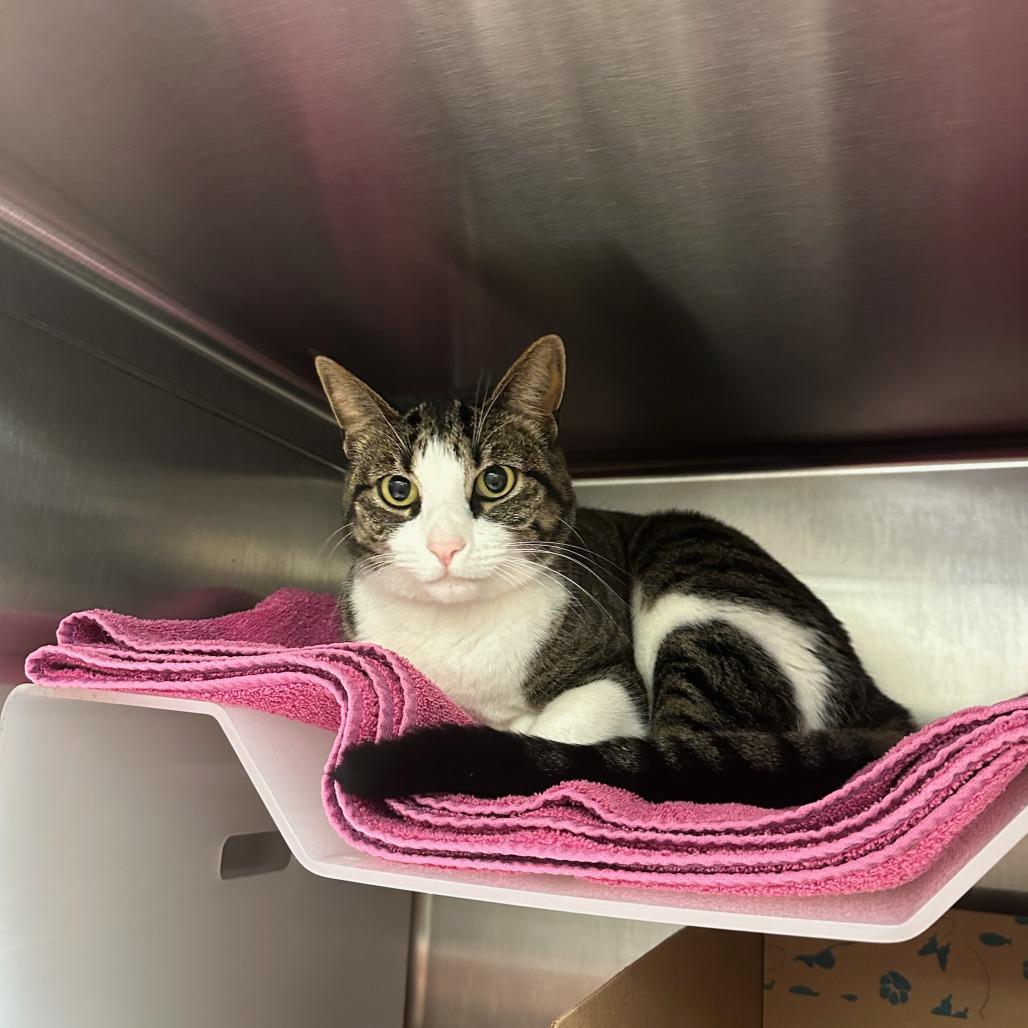 Enlarge Noodle, a Adoptable Domestic Short Hair in Santa Barbara, CA image 2/2