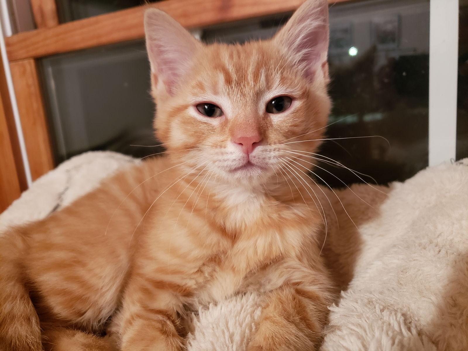 Enlarge Myles, a Adopted Domestic Medium Hair in Cuyahoga Falls, OH image 2/3