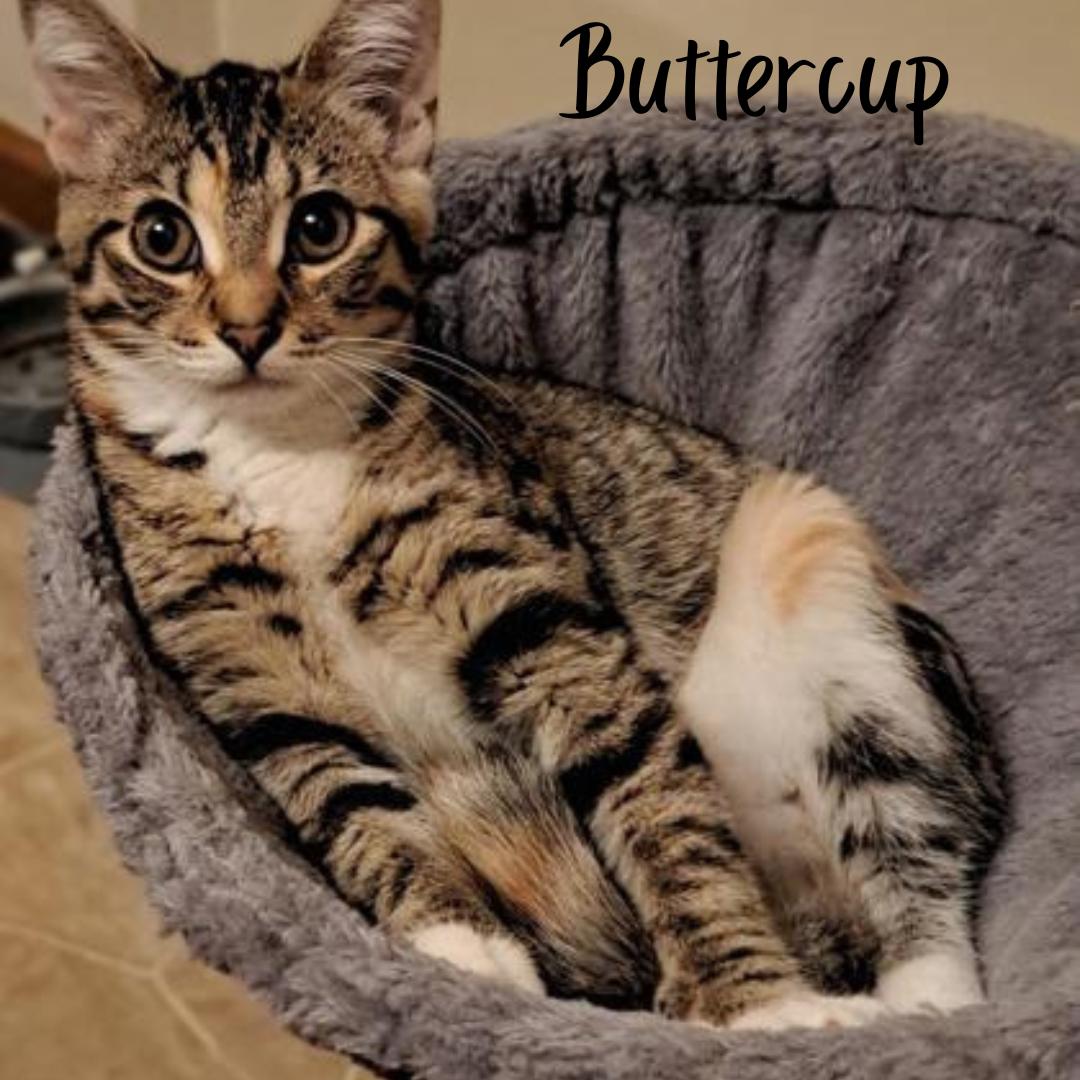 Buttercup, ADOPTABLE, Young Female Domestic Short Hair.