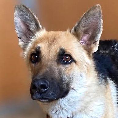 Queenie, Adoptable, Young Female Shepherd & Mixed Breed.