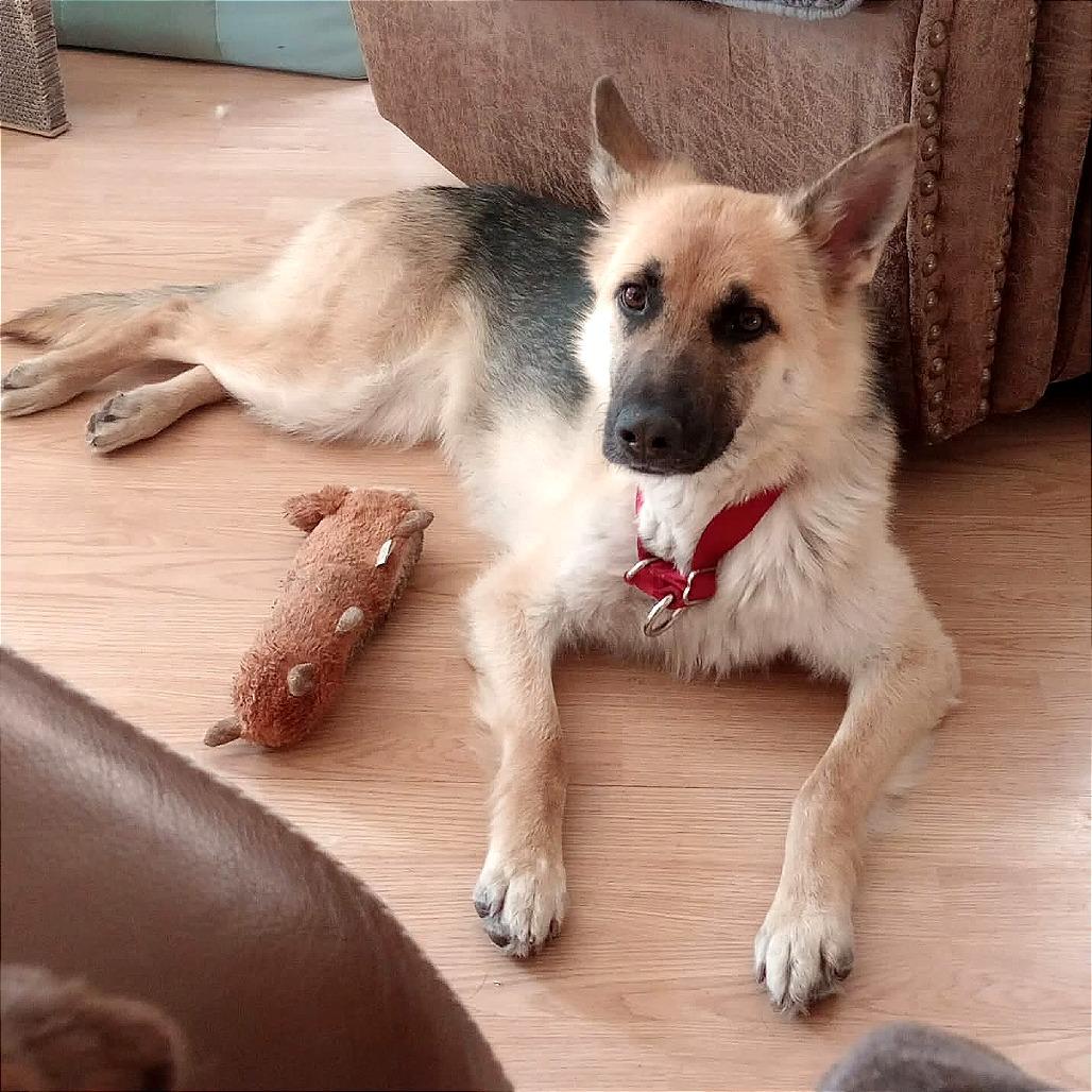 Queenie, a Adoptable mixed breed in TONASKET, WA image 2/3