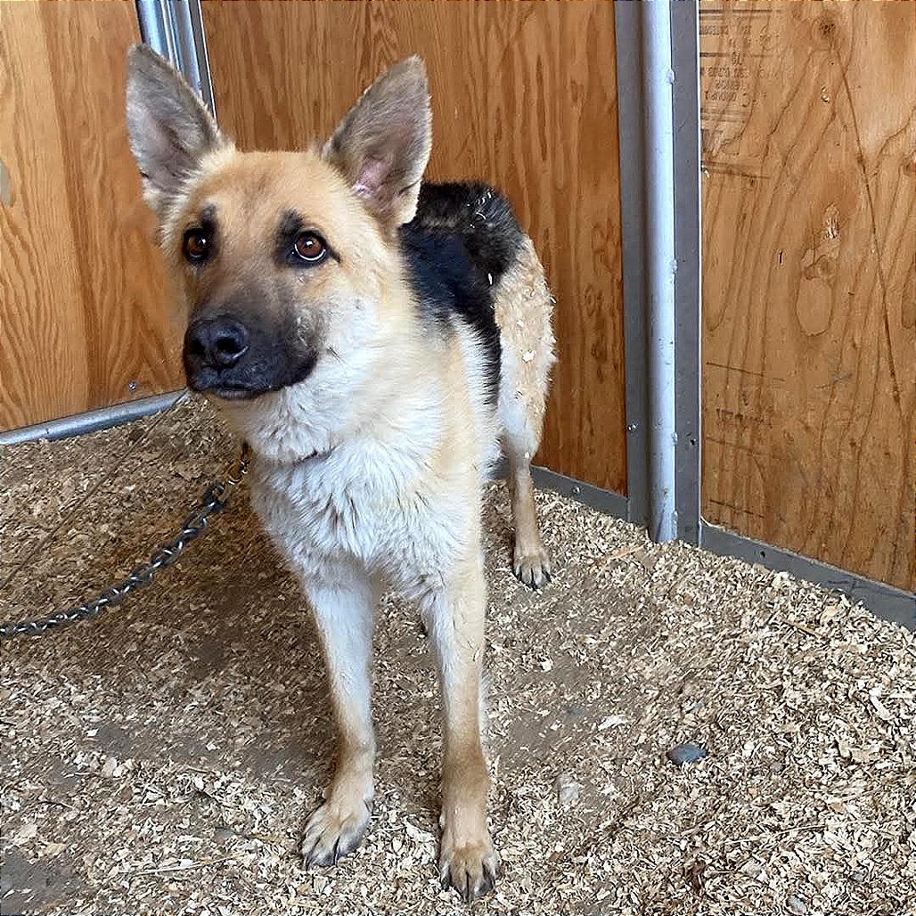 Queenie, a Adoptable mixed breed in TONASKET, WA image 3/3