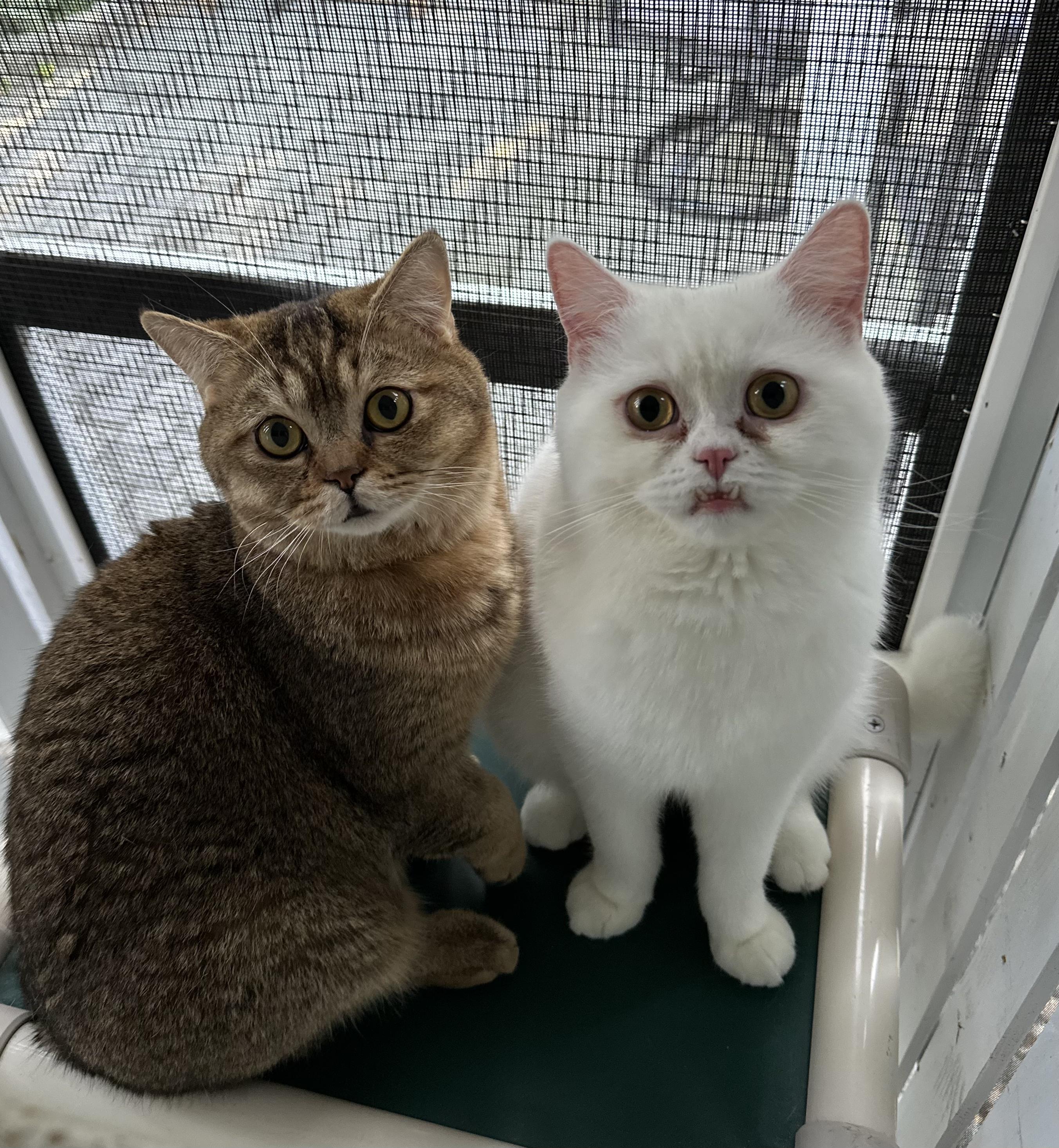 family cats　0308 Cat for adoption - Callum and Finlay (bonded pair), a