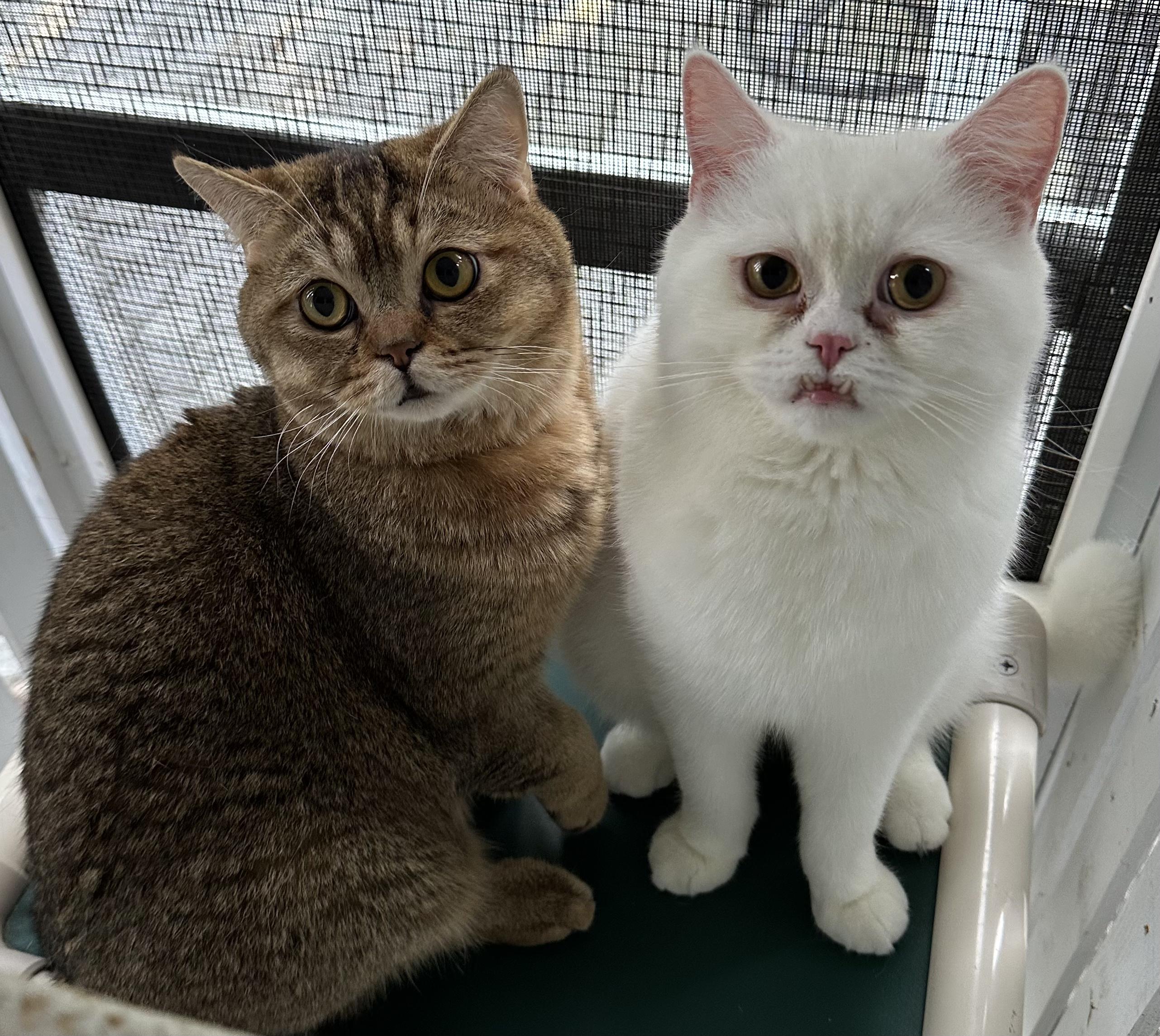 Callum and Finlay (bonded pair)