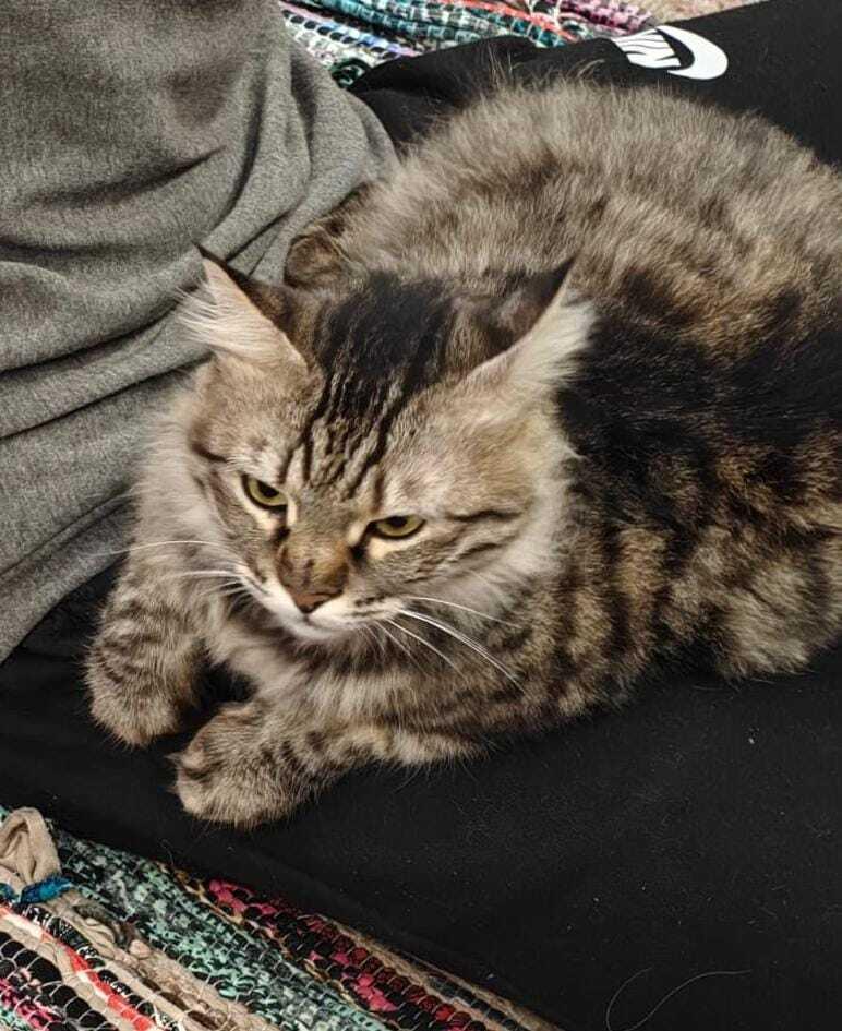 Enlarge LiLi, a Adoptable Persian in WOLCOTT, CT image 2/3