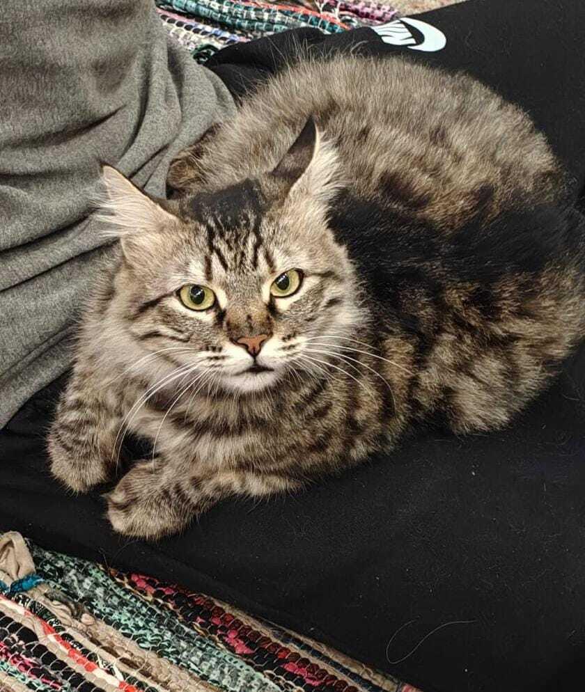 Enlarge LiLi, a Adoptable Persian in WOLCOTT, CT image 3/3