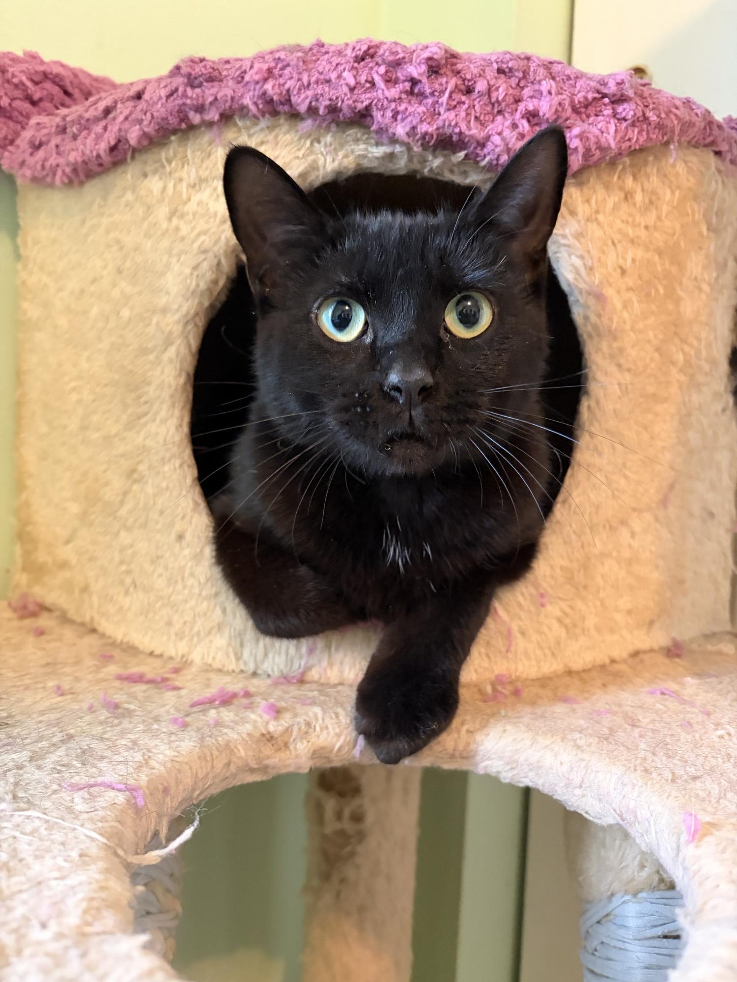 Enlarge Lucille, an adoptable Domestic Short Hair in Saint Charles, MO image 3/3