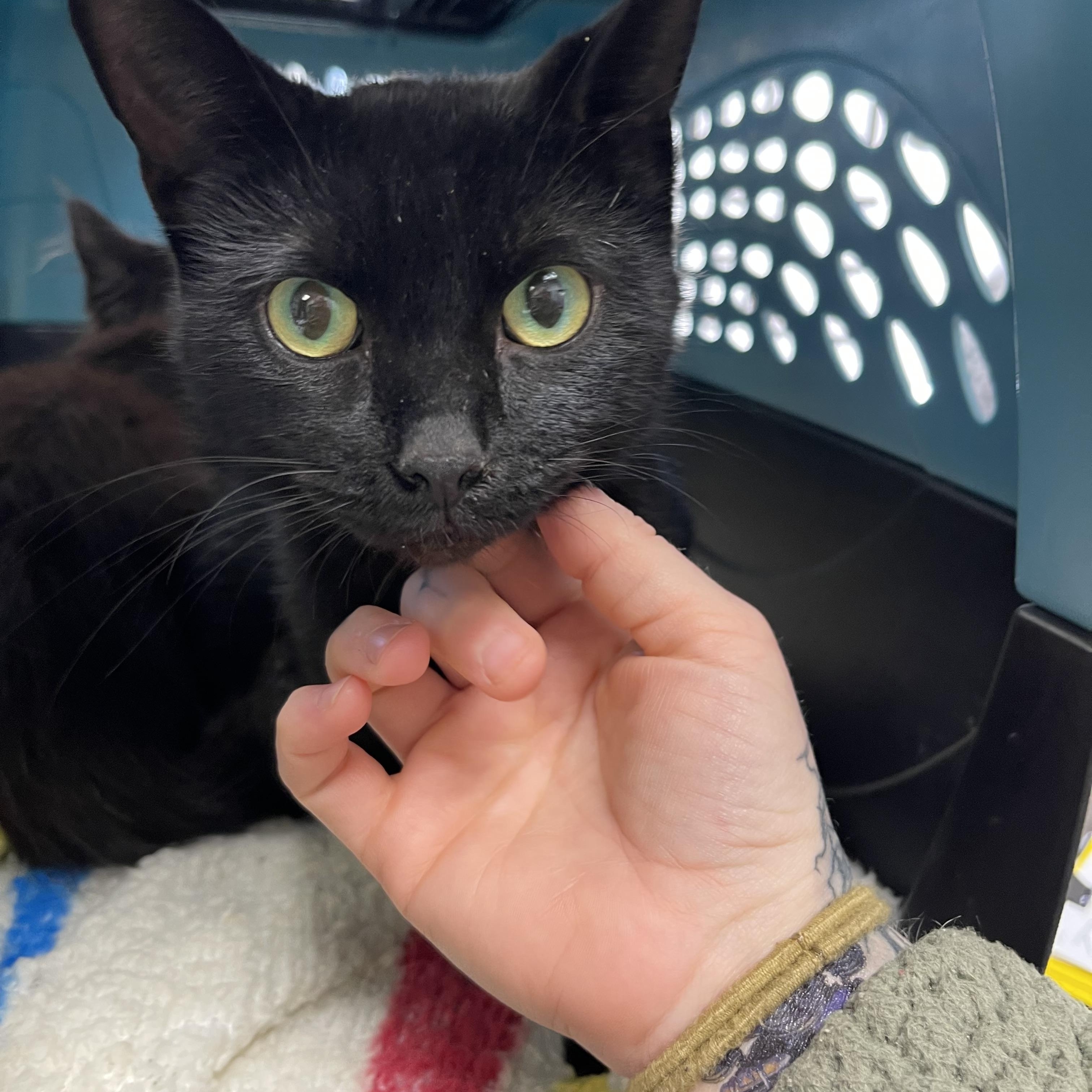 Lucille, adoptable, Young Female Domestic Short Hair.