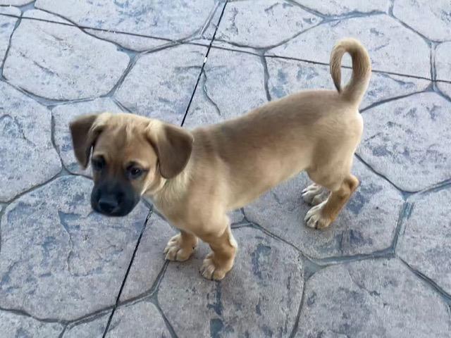 Enlarge Fargo, an adopted mixed breed in Cincinnati, OH image 1/3