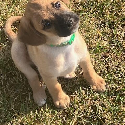 Enlarge Fargo, an adopted mixed breed in Cincinnati, OH image 2/3