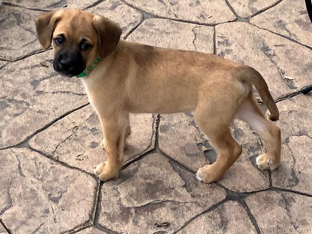 Enlarge Fargo, an adopted mixed breed in Cincinnati, OH image 3/3