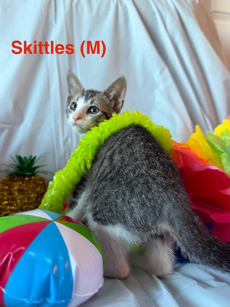 Skittles, Adoptable, Kitten Male Tabby.