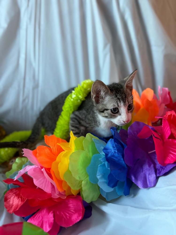 Skittles, a Adoptable Tabby in Deltona, FL image 2/3