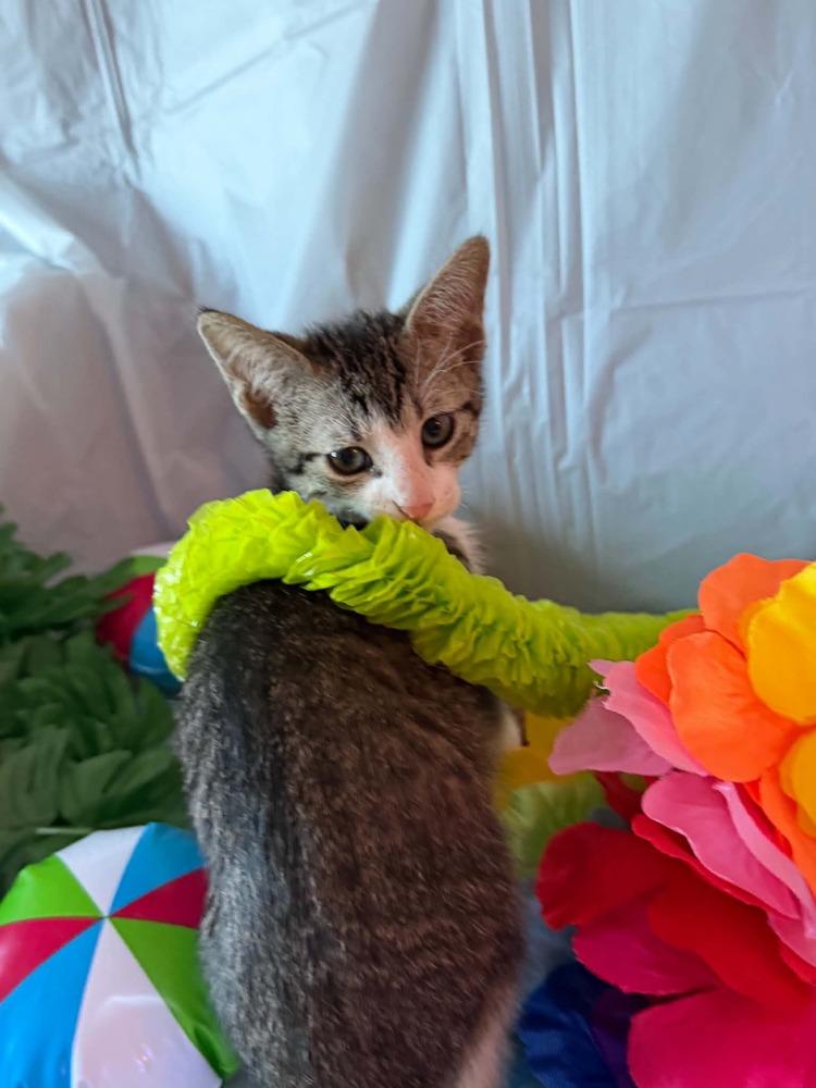 Skittles, a Adoptable Tabby in Deltona, FL image 3/3