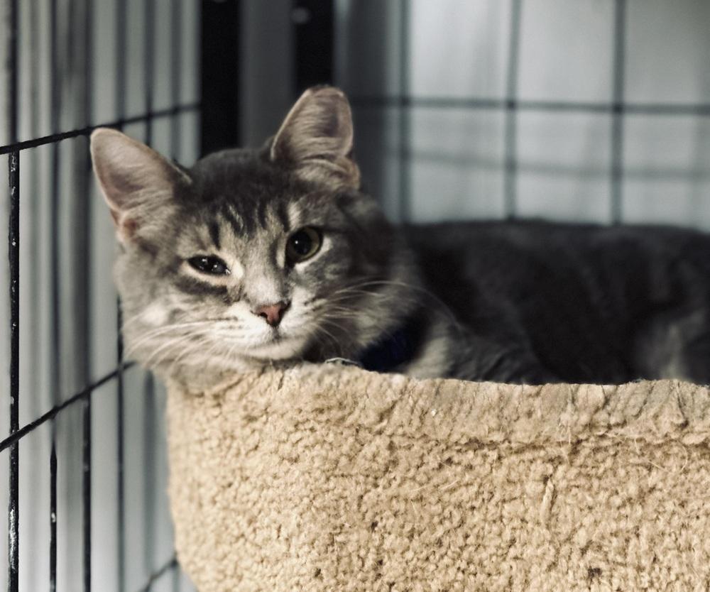 Coco, Adoptable, Young Female Domestic Medium Hair.