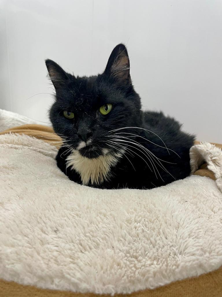 Ash, Adoptable, Adult Male Domestic Long Hair.