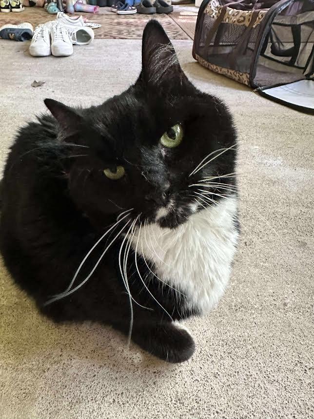 Ash, Adoptable, Adult Male Domestic Long Hair.