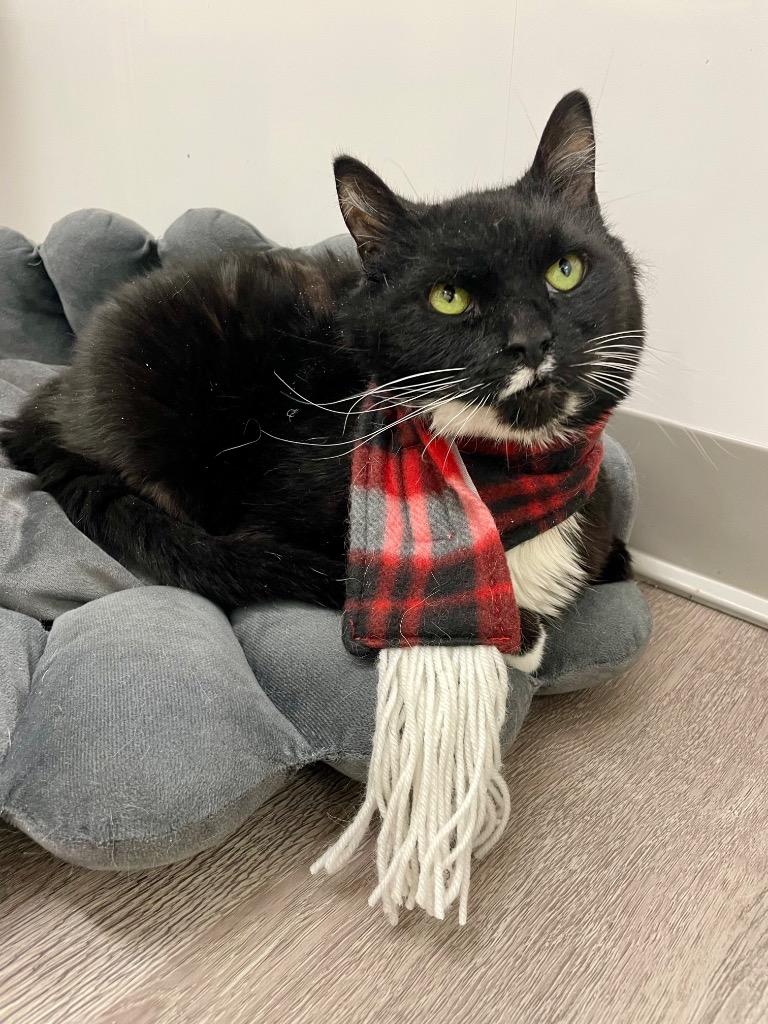 Enlarge Ash, a Adoptable mixed breed in Glenfield, NY image 2/3