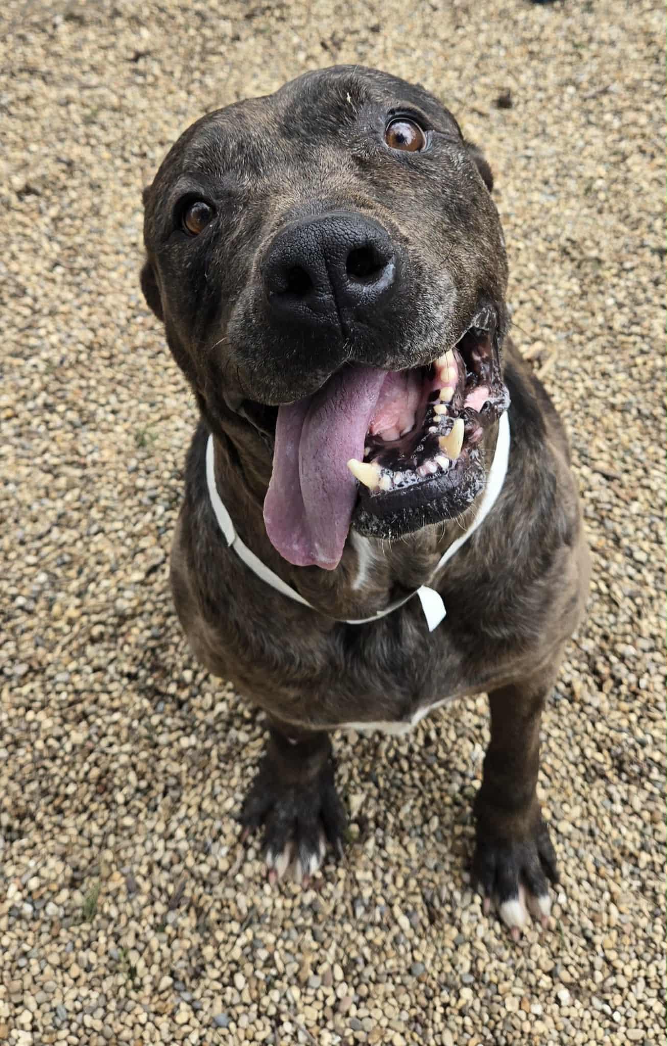 Enlarge Aurora, an adoptable mixed breed in Freeport, IL image 2/3