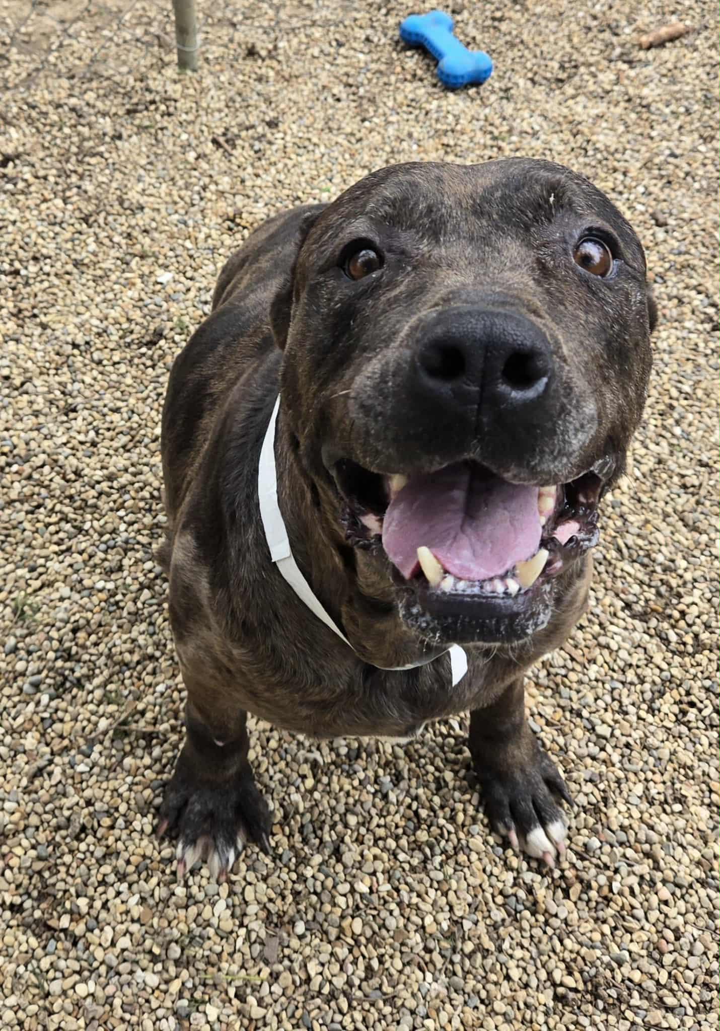 Enlarge Aurora, an adoptable mixed breed in Freeport, IL image 3/3