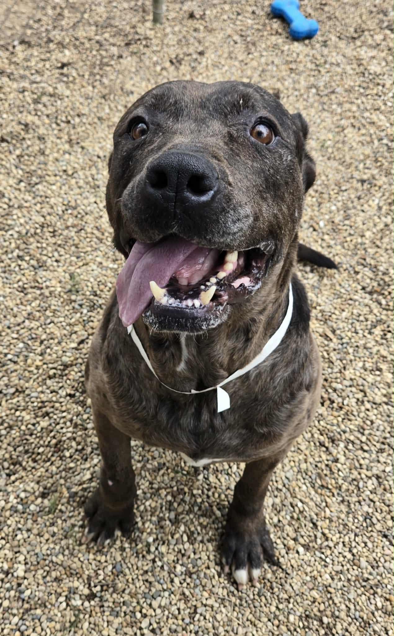 Aurora, adoptable, Adult Female Cane Corso.