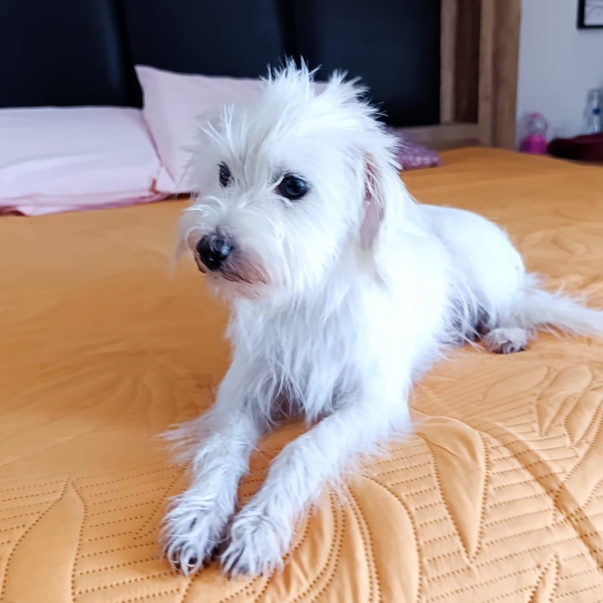 Lucky, Adoptable, Adult Male Terrier & West Highland White Terrier / Westie.