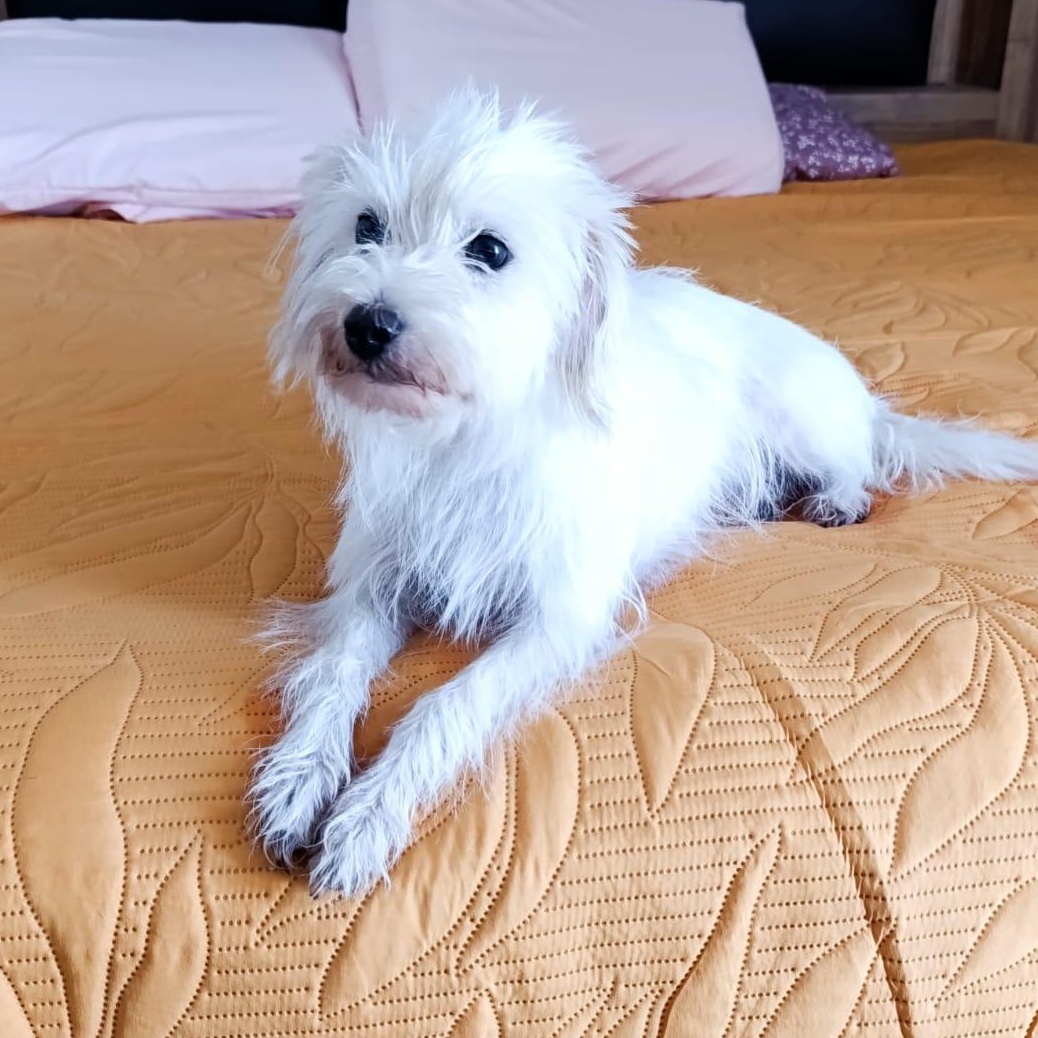 Enlarge Lucky, a Adoptable mixed breed in Sherwood, OR image 2/4