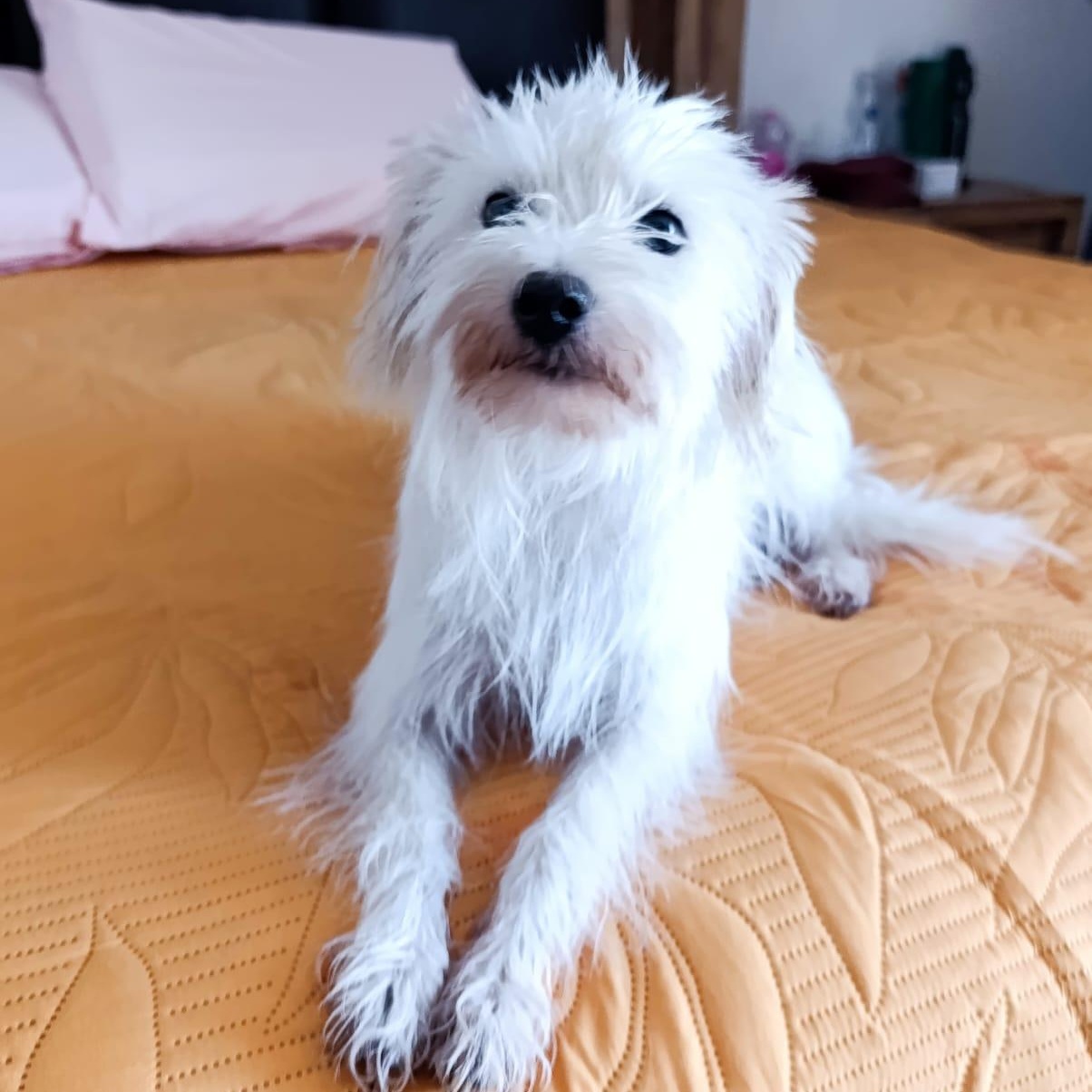 Enlarge Lucky, a Adoptable mixed breed in Sherwood, OR image 3/4