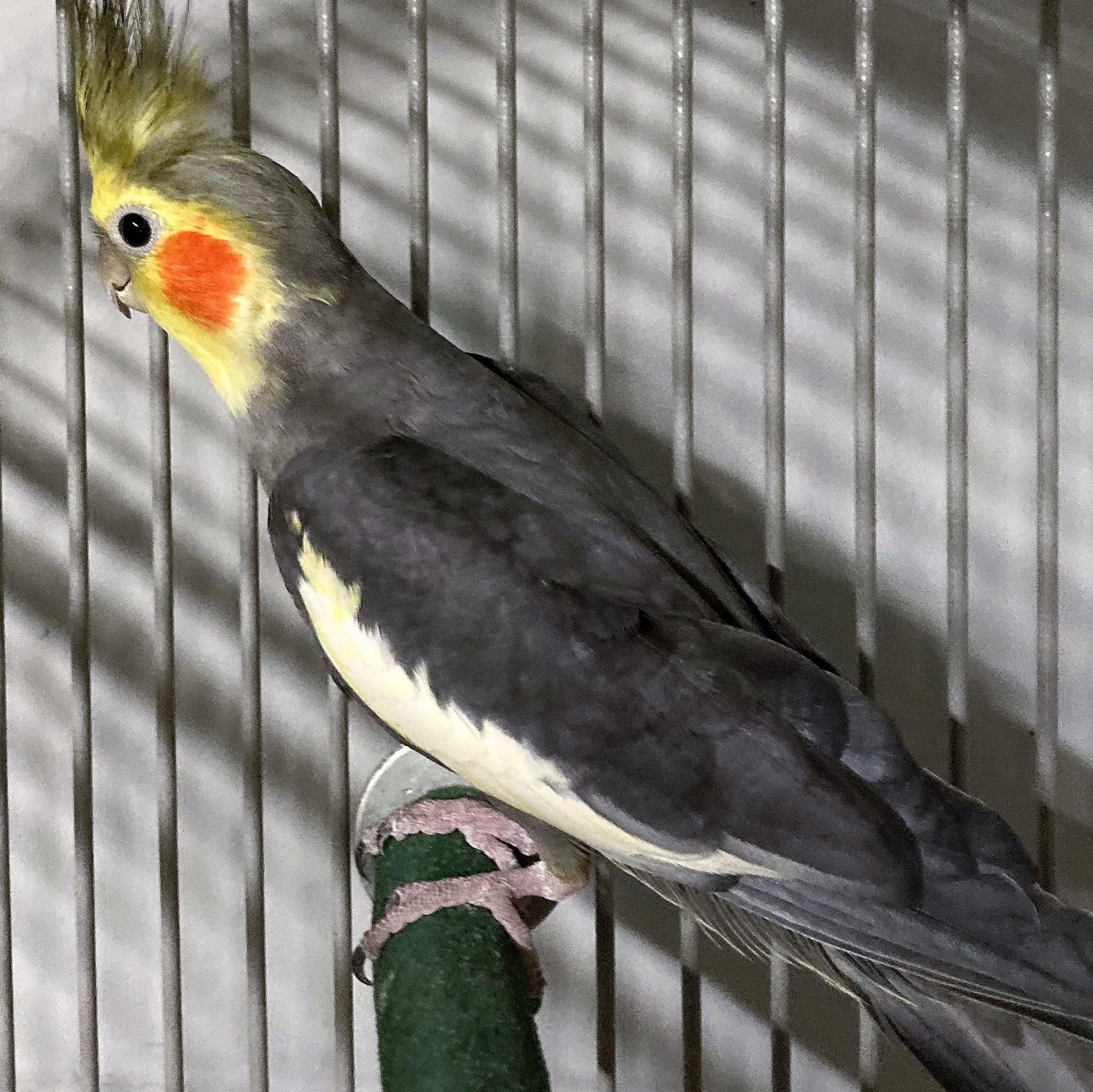 Eddy, Adoptable, Adult Male Cockatiel.