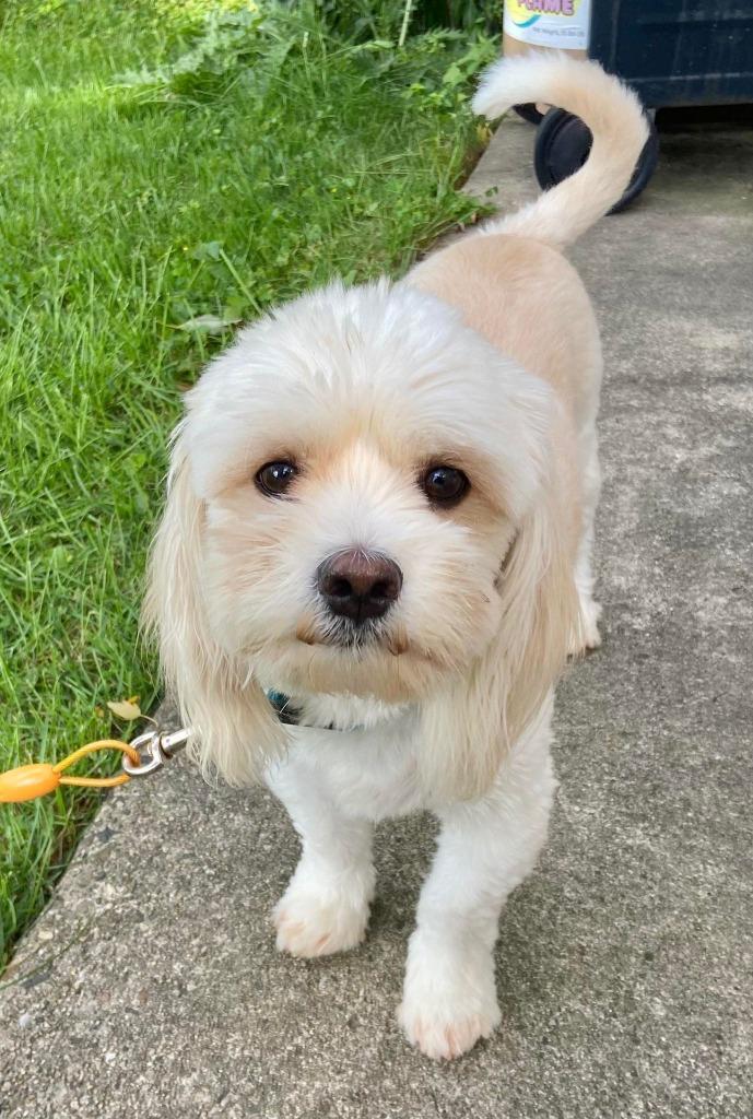 Scooter $400, Adoptable, Adult Male Cocker Spaniel & Havanese.