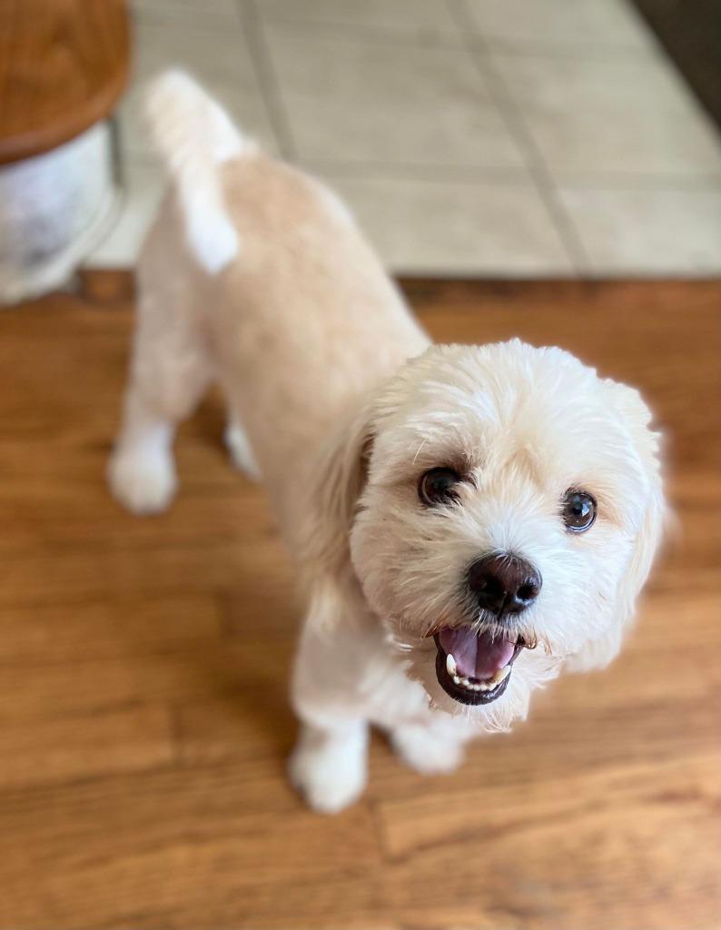 Enlarge Scooter $400, a Adoptable mixed breed in Milwaukee, WI image 2/4