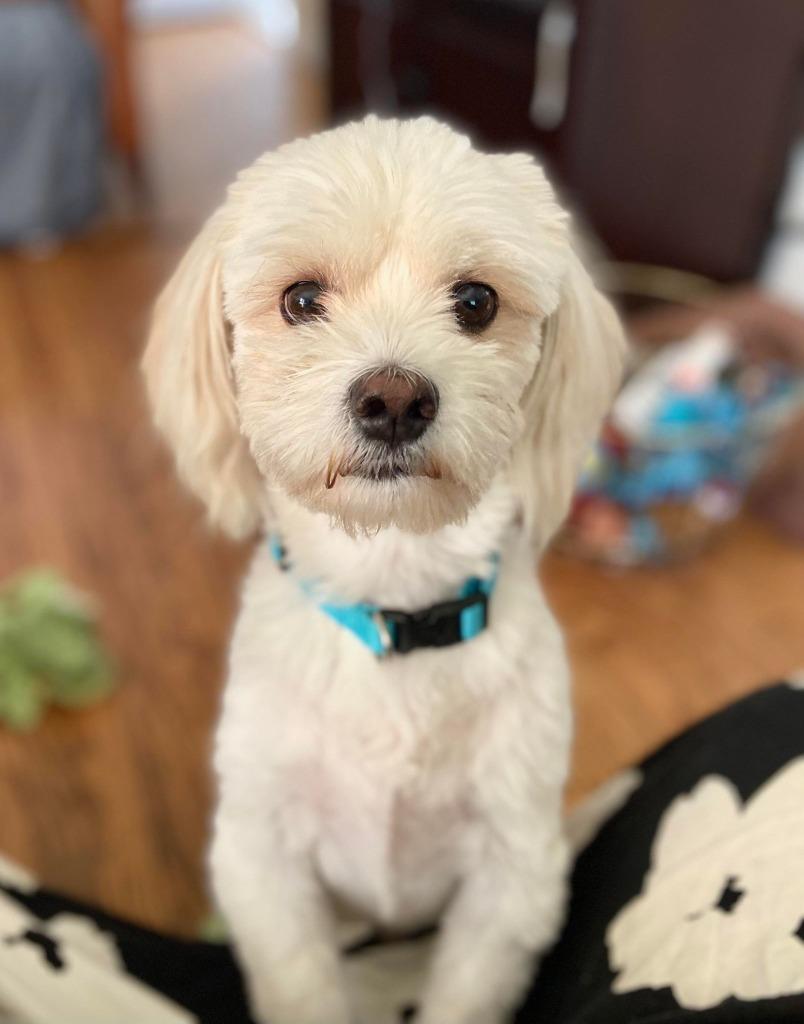 Enlarge Scooter $400, a Adoptable mixed breed in Milwaukee, WI image 4/4