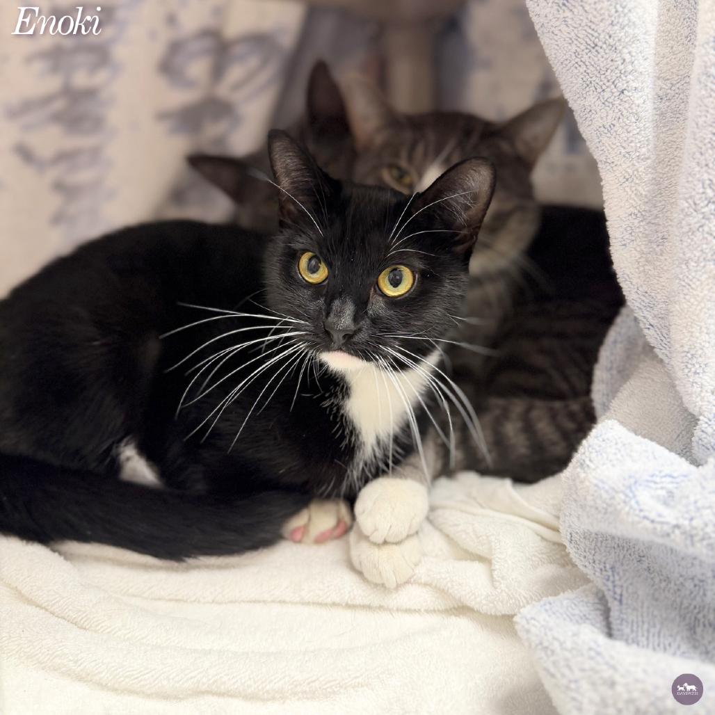 Enlarge Enoki, a Adoptable Domestic Short Hair in Hopkinton, MA image 2/3