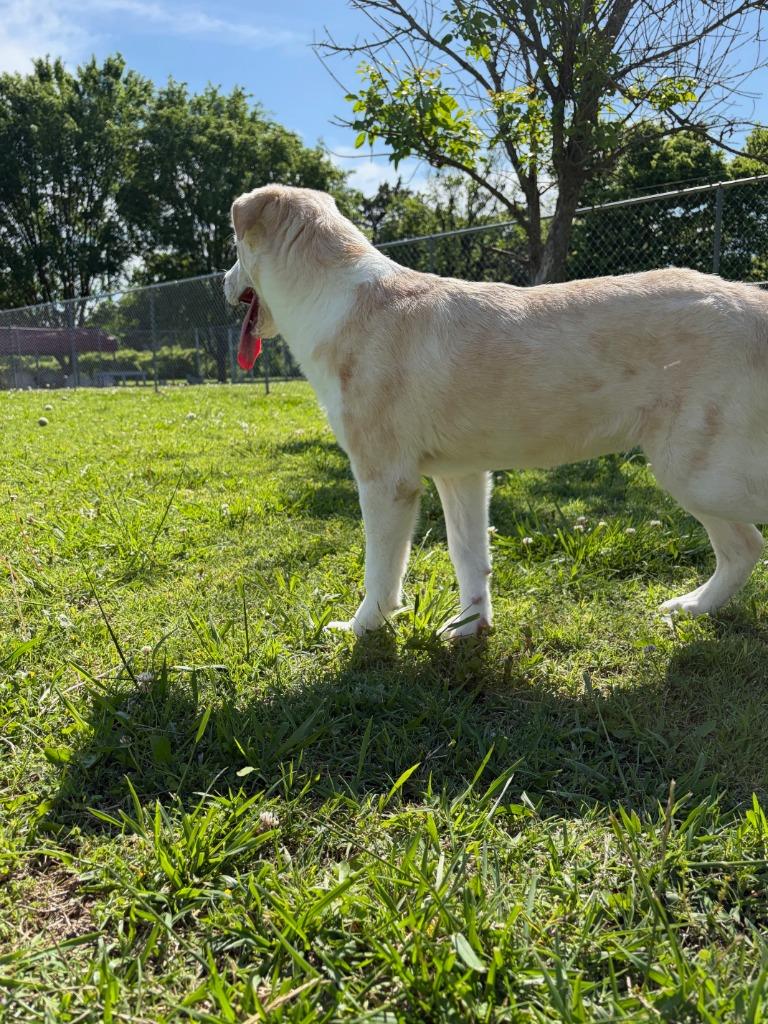 Enlarge Opal, a Adoptable mixed breed in Ada, OK image 1/6