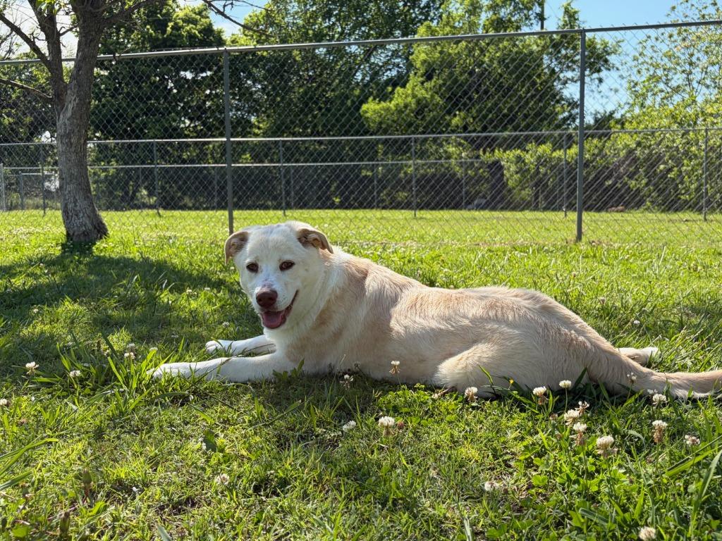 Enlarge Opal, a Adoptable mixed breed in Ada, OK image 2/6