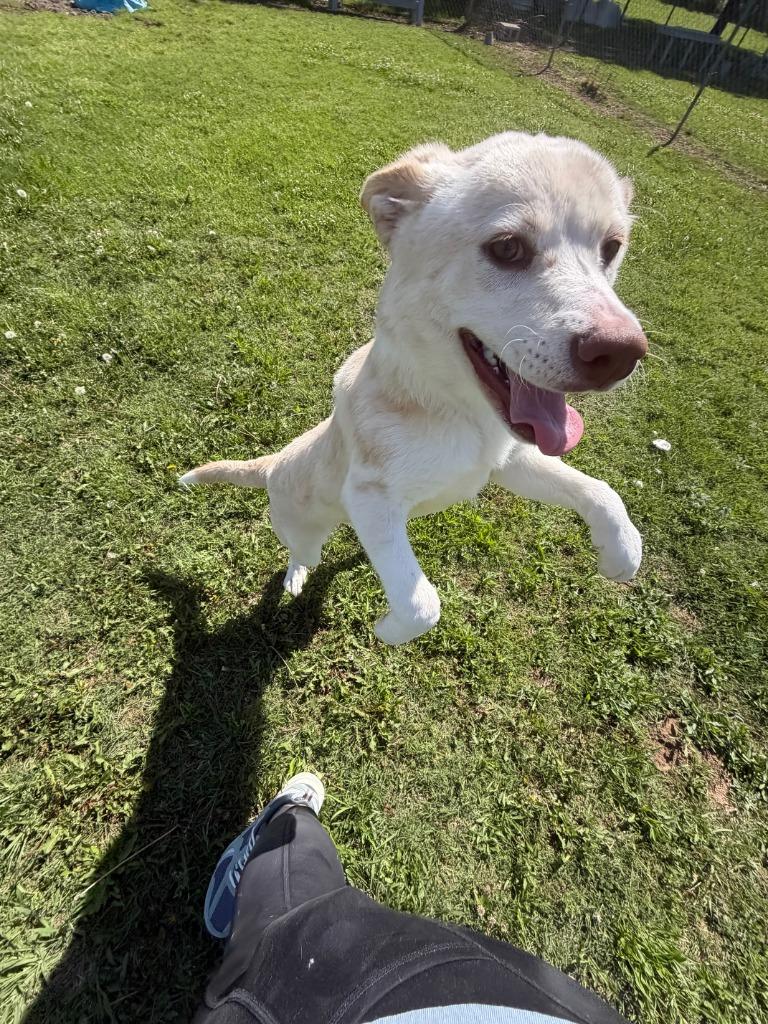 Enlarge Opal, a Adoptable mixed breed in Ada, OK image 3/6