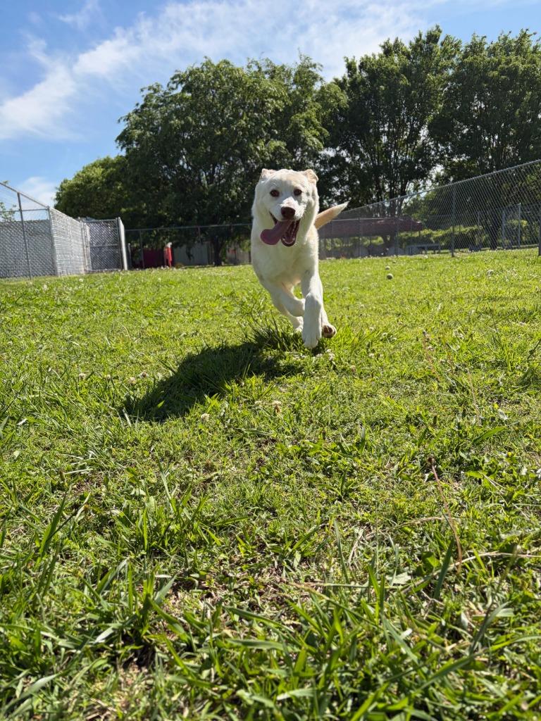 Enlarge Opal, a Adoptable mixed breed in Ada, OK image 4/6