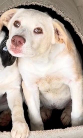 Enlarge Opal, a Adoptable mixed breed in Ada, OK image 5/6