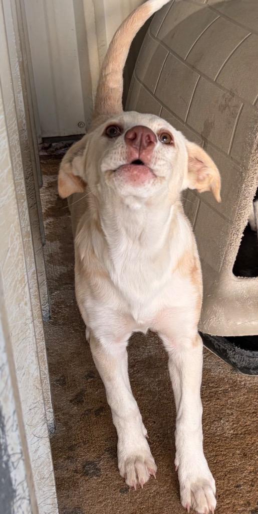 Enlarge Opal, a Adoptable mixed breed in Ada, OK image 6/6